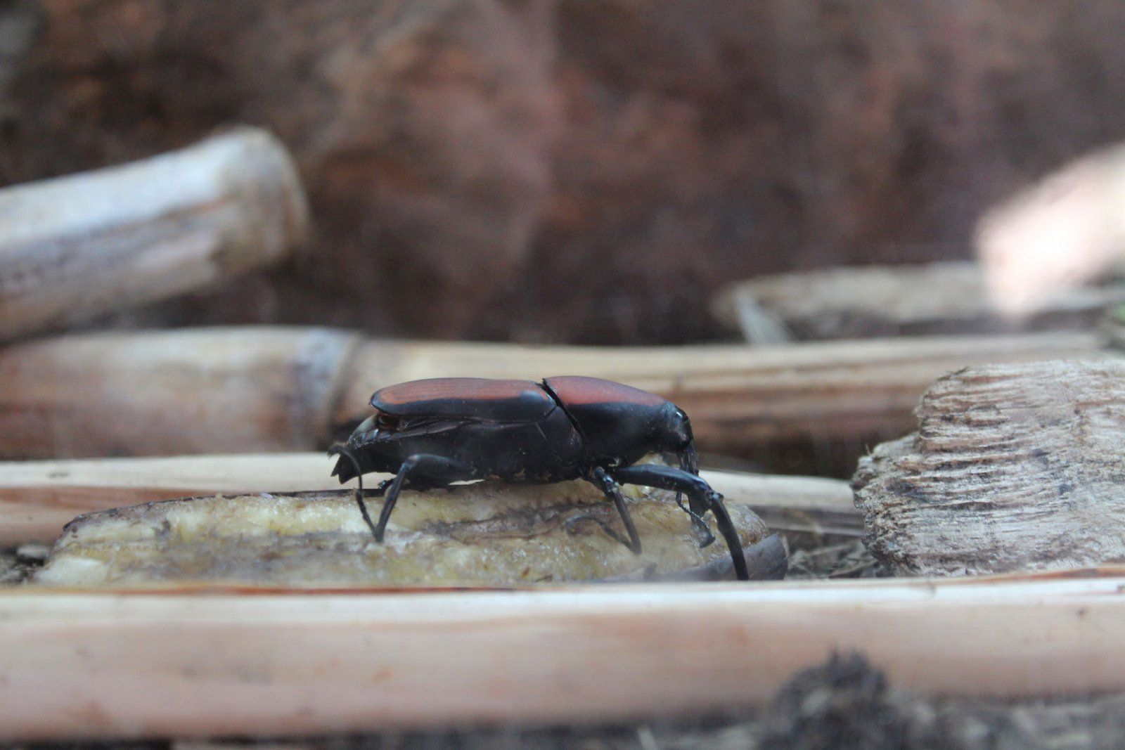 San Diego Zoo Part II 041